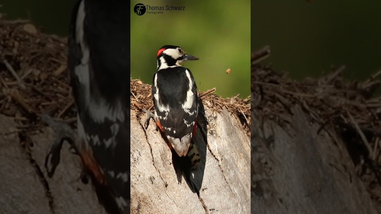 Woodpecker eats ants - #ThomasSchwarzFotografie #shorts