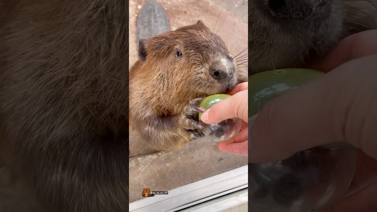 レーズンよこしぇ！たきくん🍇 &ldquo;Gimme the raisins!&rdquo; &mdash; Taki 🍇 #アメリカビーバー #ビーバー #beaver #cuteanimals #かわいい動物 #癒し