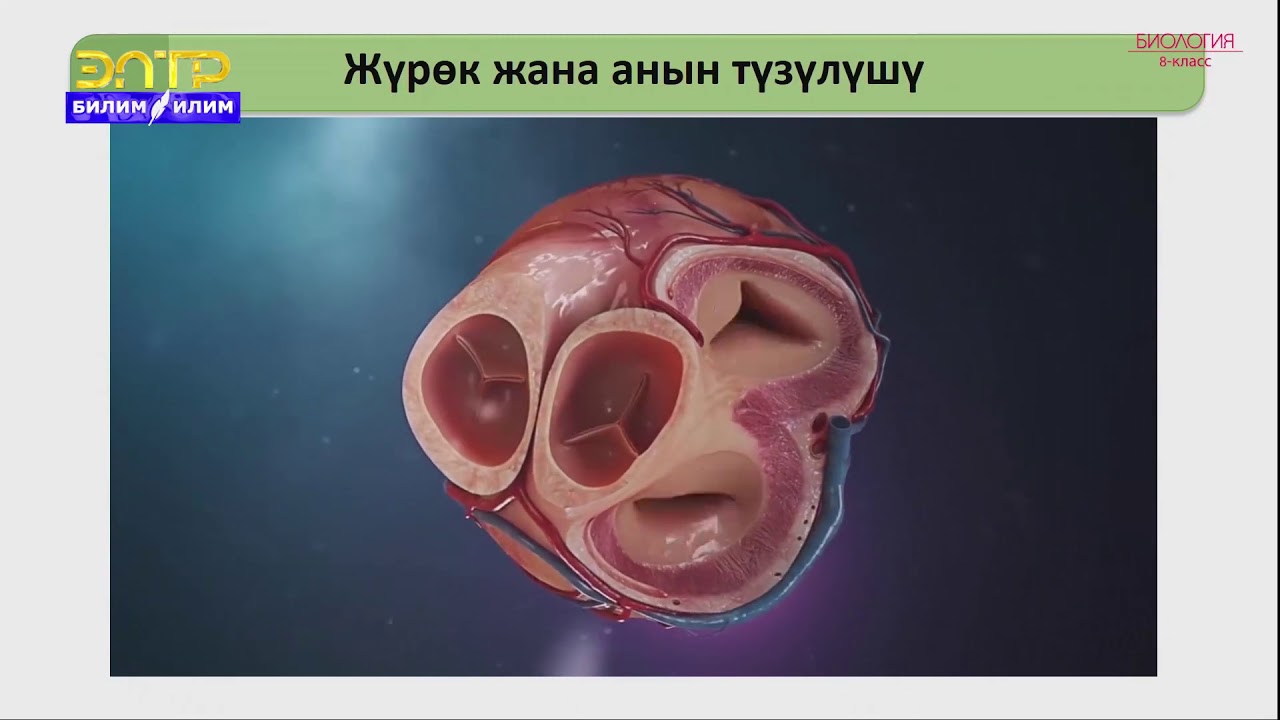 8-класс | Биология | Кан айлануу. Кан айлануу органдары.