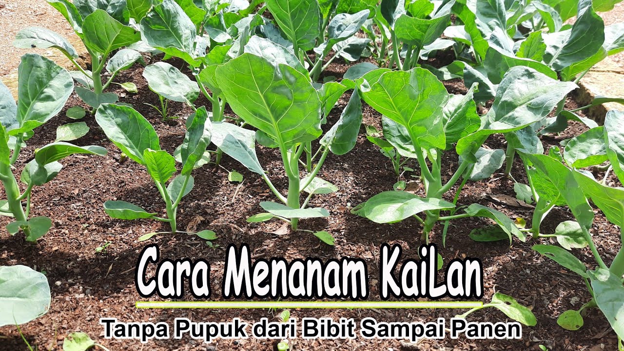 Cara Menanam Kailan dari Benih Sampai Panen