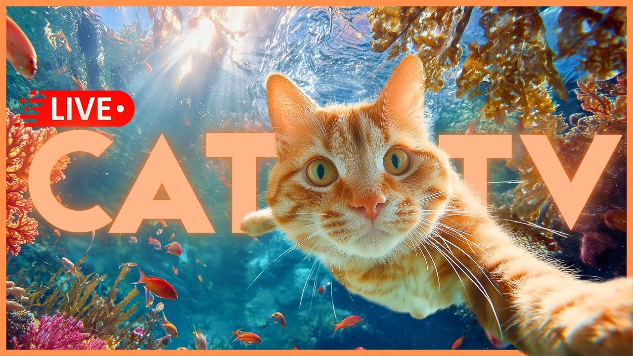 🔴[LIVE]  CAT TV + MUSIC - Separation Anxiety Relief Lullabies for Cats 🌈