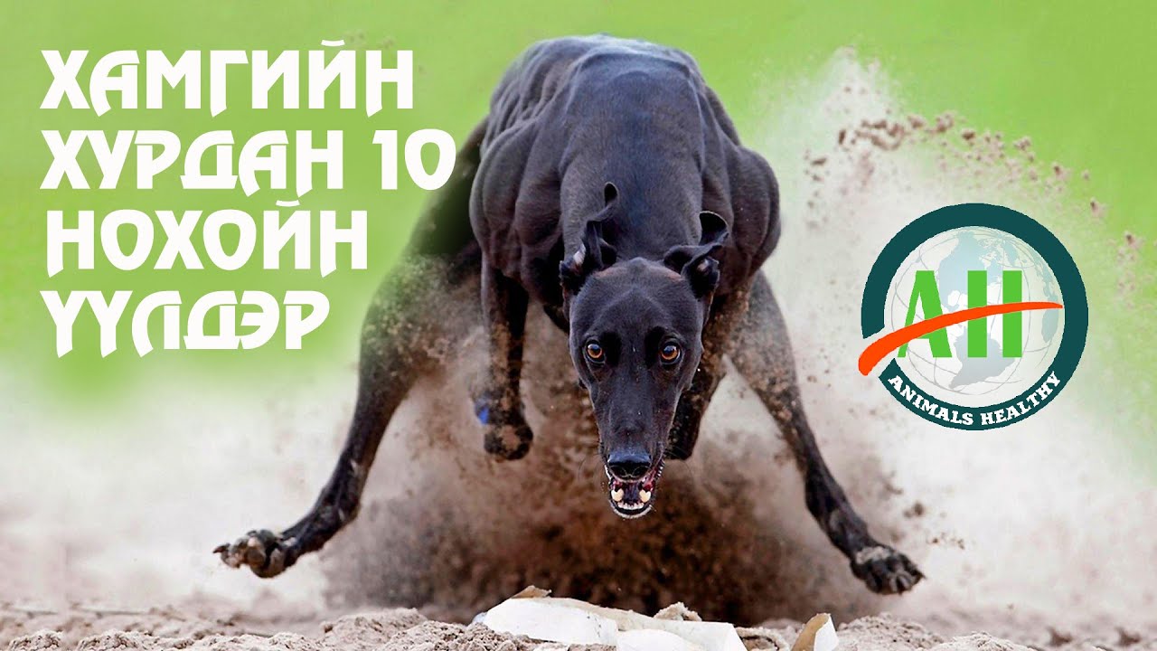 Дэлхийн хамгийн хурдан 10 нохойн үүлдэр |  The 10 Fastest Dog Breeds in the World