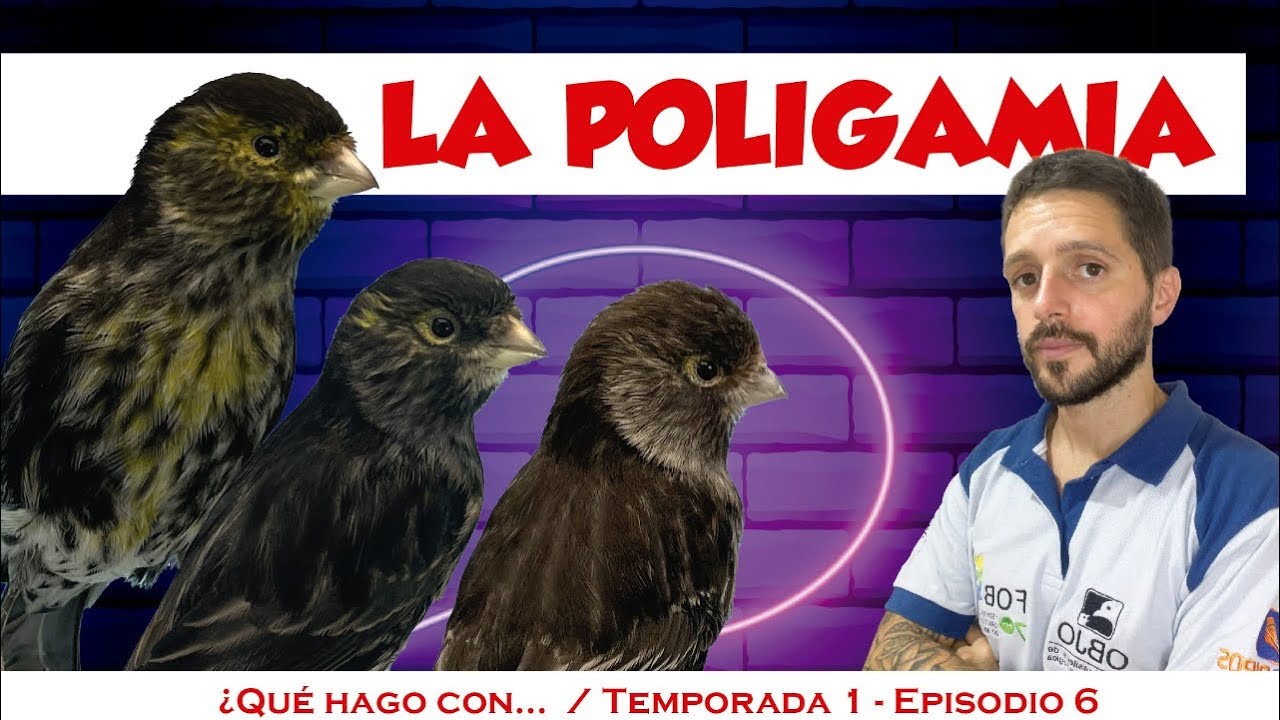 Criar canarios con poligamia, tríos y estructuras de pise.