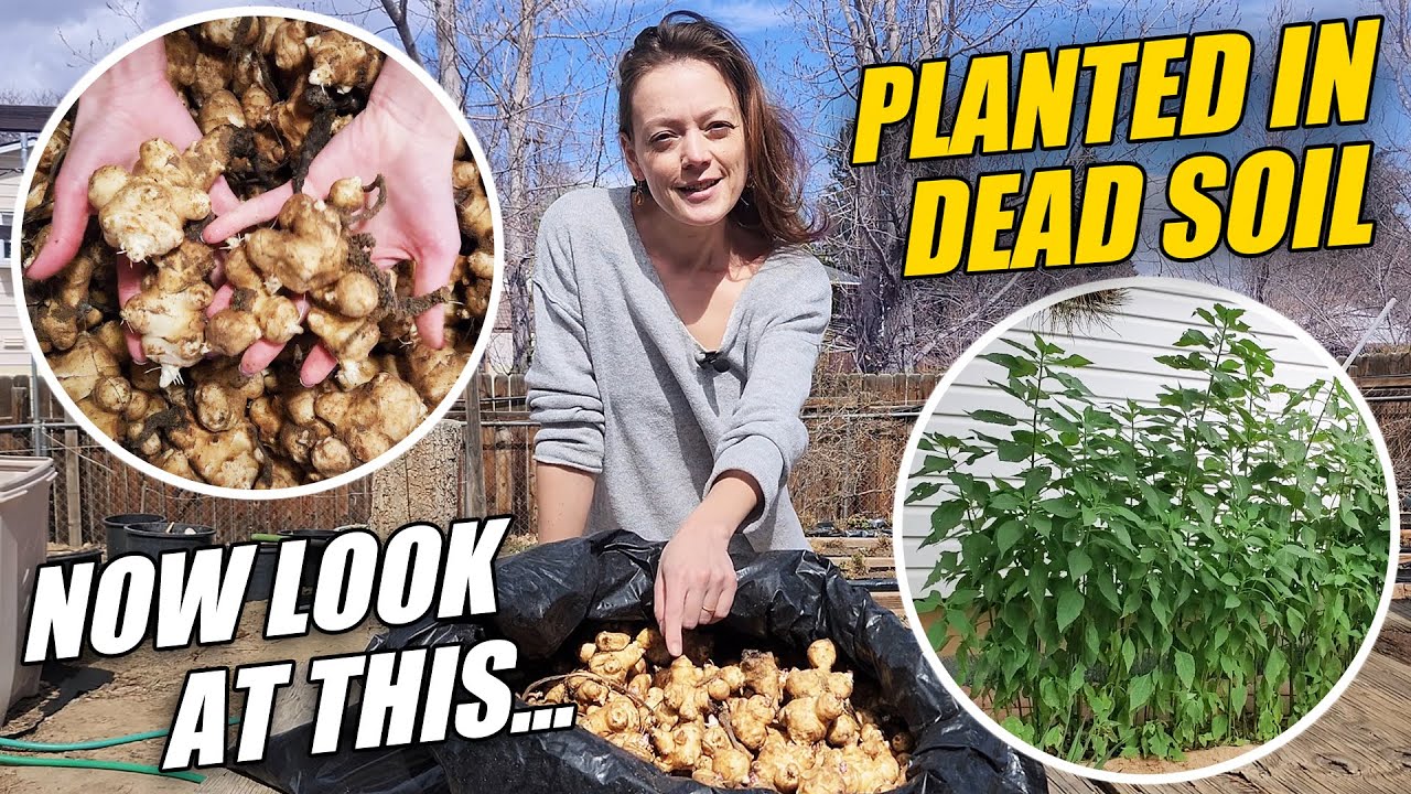 We Planted Sunchokes in Dead Soil 💀🌱 What Grew Shocked Us 🤯