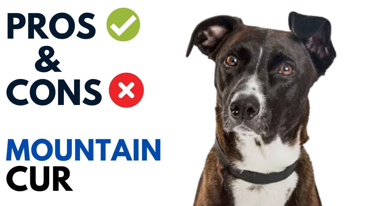 Mountain Cur Pros and Cons | Mountain Cur  Advantages and Disadvantages