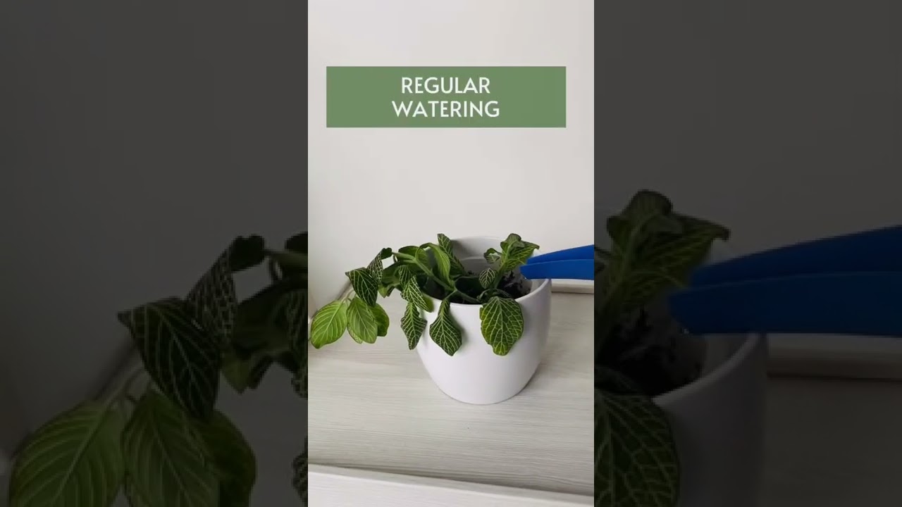 🤦&zwj;♀️ Nerve Plant Fittonia Watering before and after - Drama Queen 😃🍃 #shorts