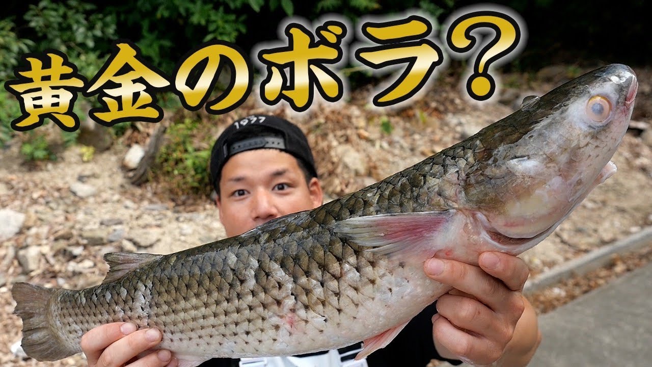 ボラじゃない？ボラの上位互換の〇〇が獲れたので食べてみると...