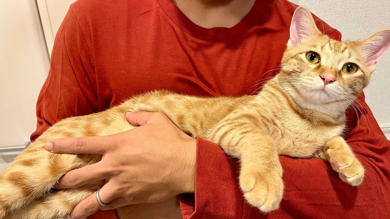 猫反対派だった夫が1年でこうなりました