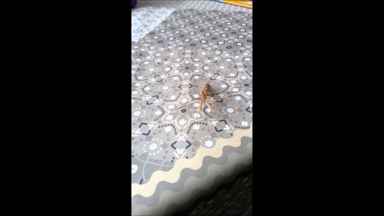 Bidsprinkhanen / praying mantis