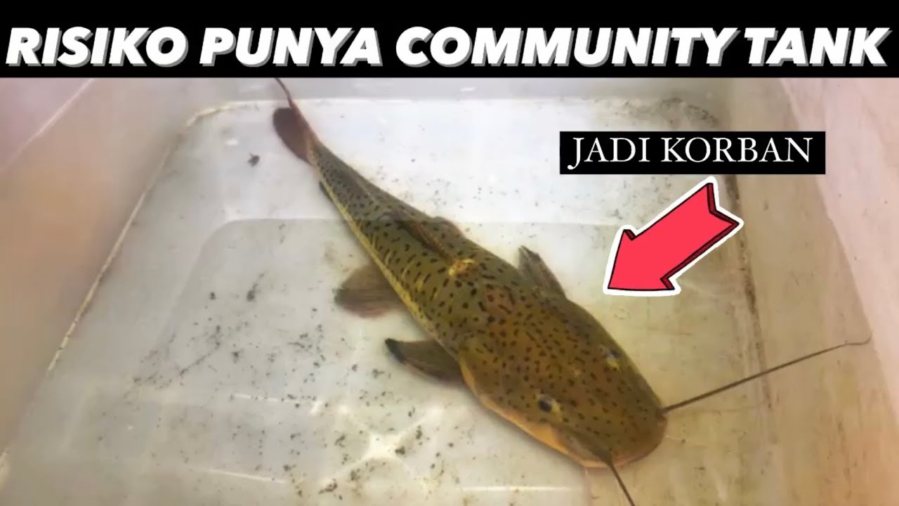 LEOPARD CATFISH - Susahnya Gabungin Ikan Predator Monster!!!