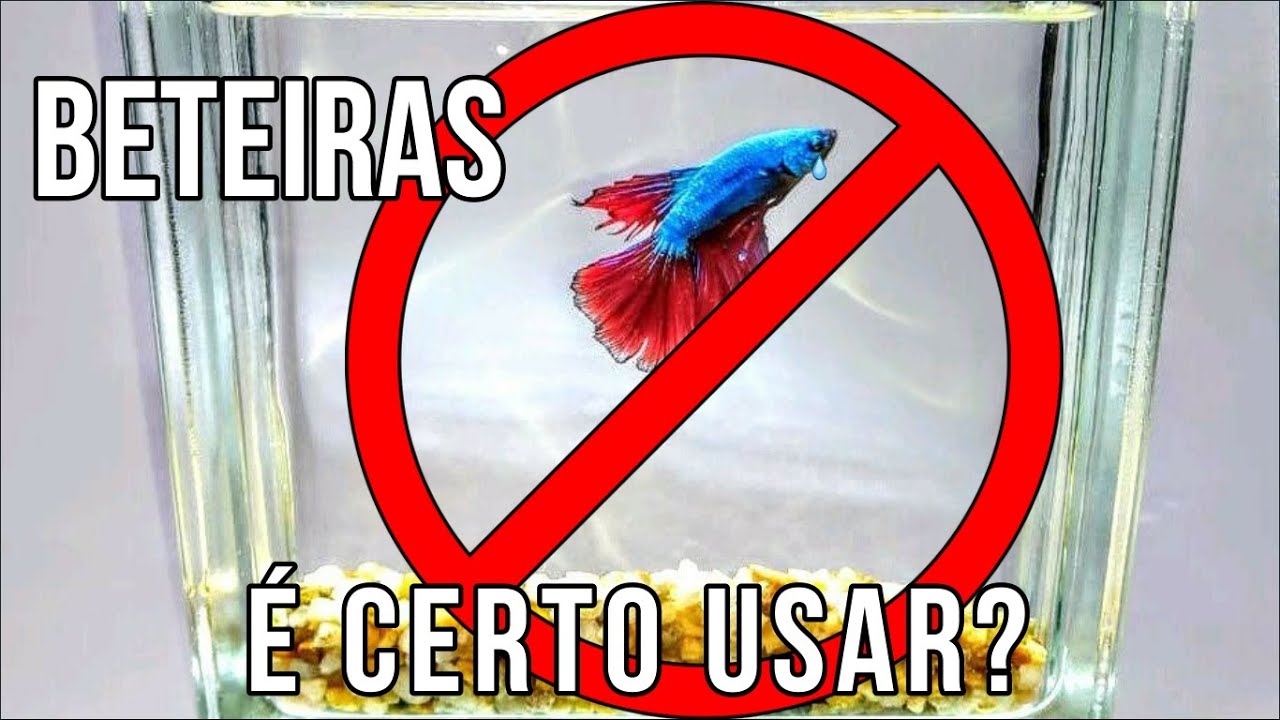 Devemos ter Betta em Beteira?