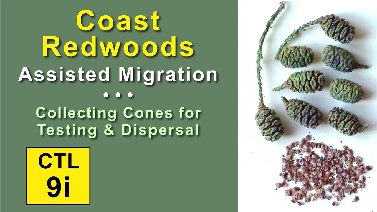 CTL 9i - Coast Redwoods Assisted Migration - Collecting,Testing, and Dispersing Seeds Northward