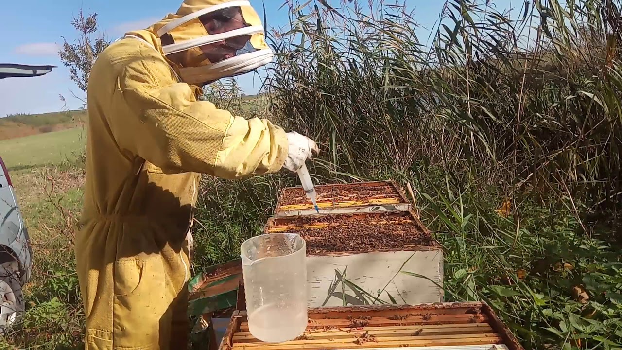 Trattamento invernale con apibioxal gocciolato,apibioxal against varroa destructor