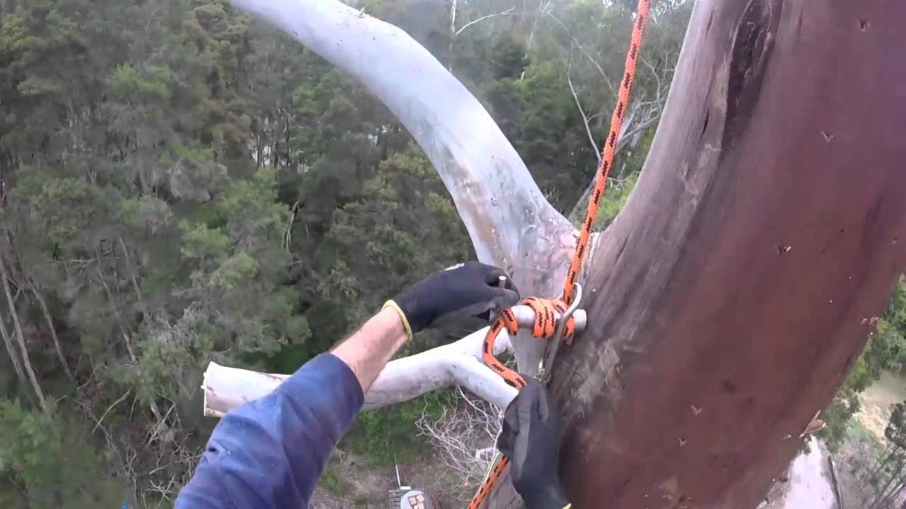 A day in the life of a tree climber