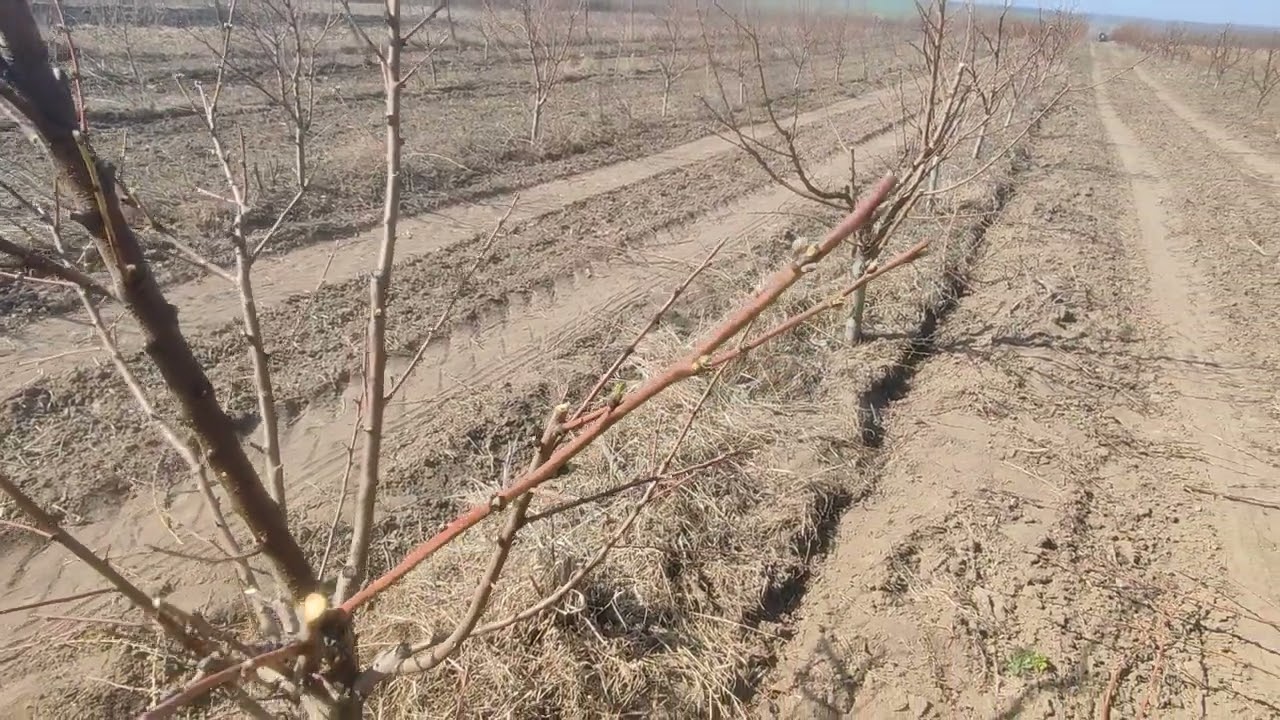 Перша обробка кісточкових. Чим обробити свої дерева просто і якісно на початку вегетації