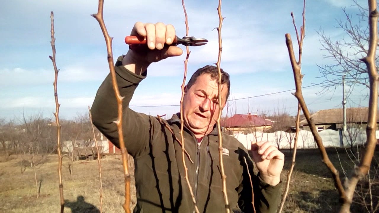 Toaletarea unui pom fructifer (păr)la vârsta de 3 ani.