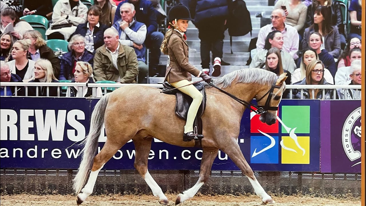 HOYS 2022 Junior Small Breeds finalist  Celton Avallon