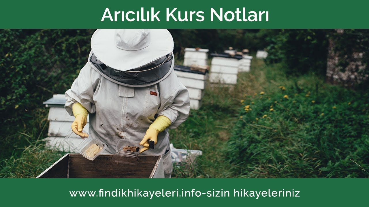 18- Arı Hastalıkları: Kireç Hastalığı (Yavru Hastalığı)