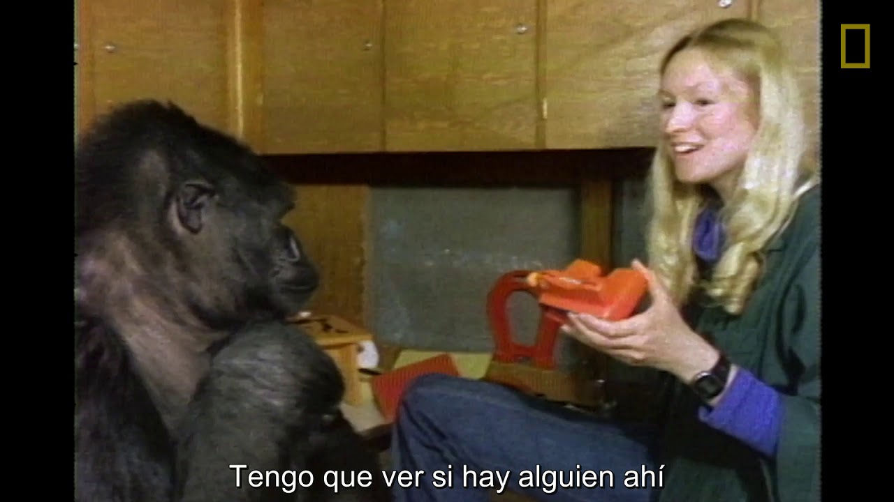 Koko utiliza el lenguaje de signos en un documental de 1981 | National Geographic en Español