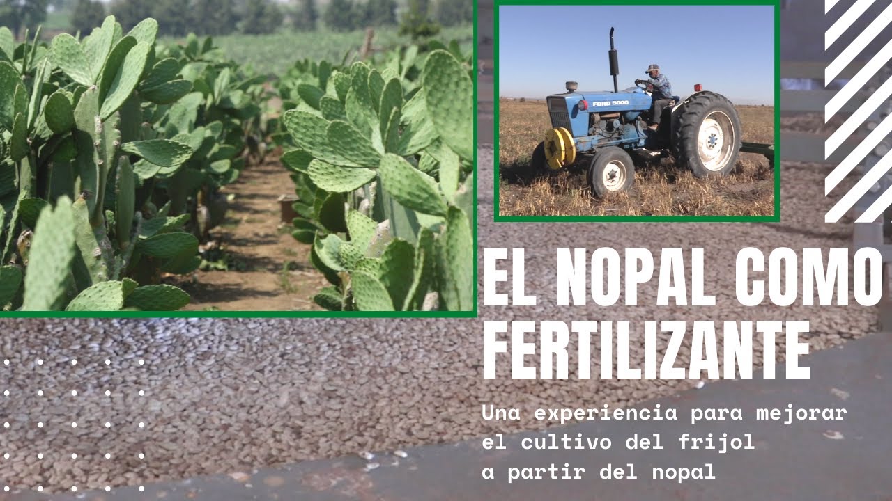 BENEFICIOS DEL NOPAL | ABONO ORGÁNICO PARA CULTIVAR FRIJOL