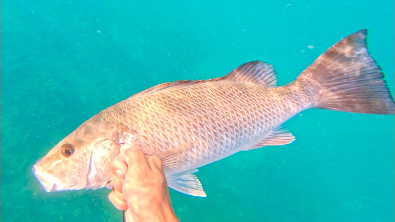 MONSTER MANGROVE & SOME NICE HOGFISH! Spearfishing fails and catches part 17!!!