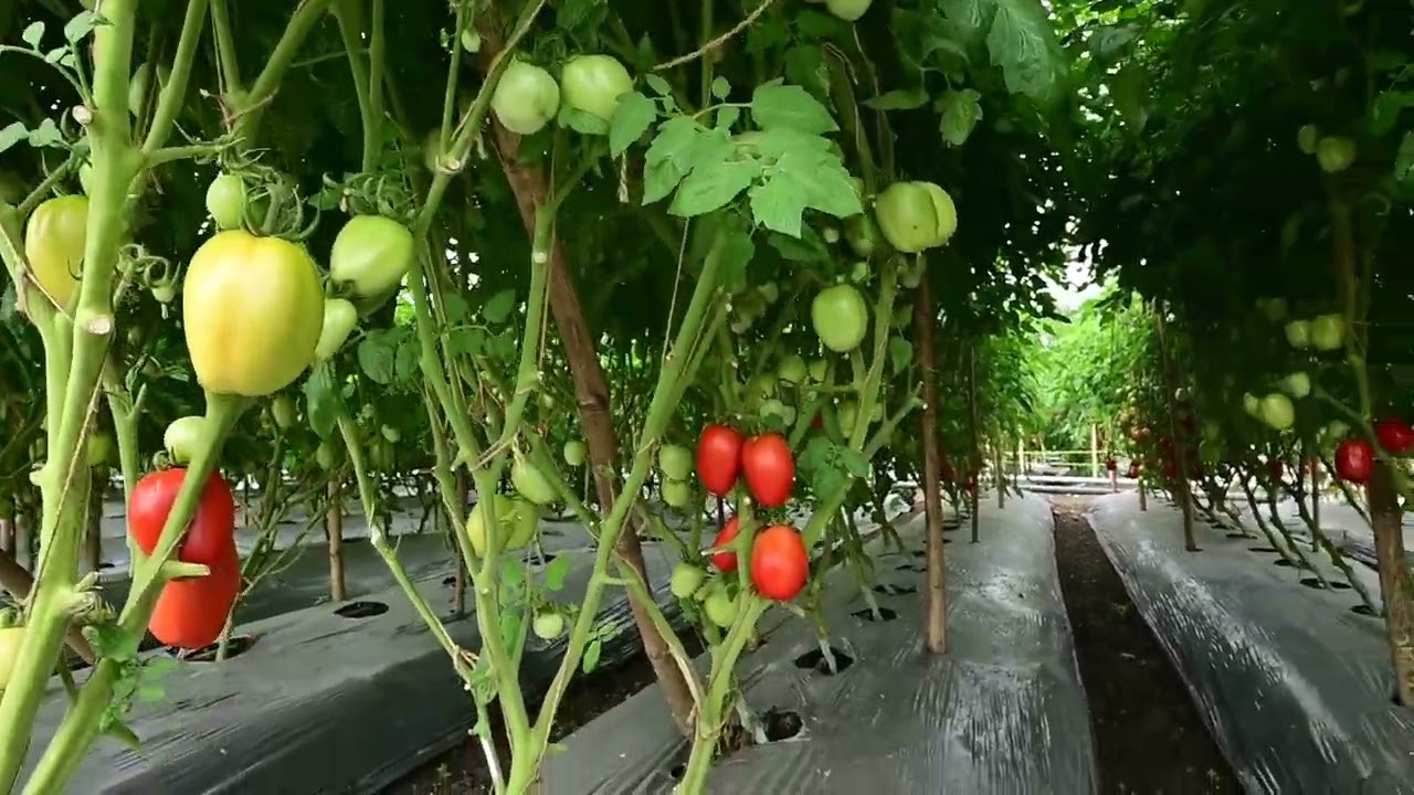 Tomato Riogrande