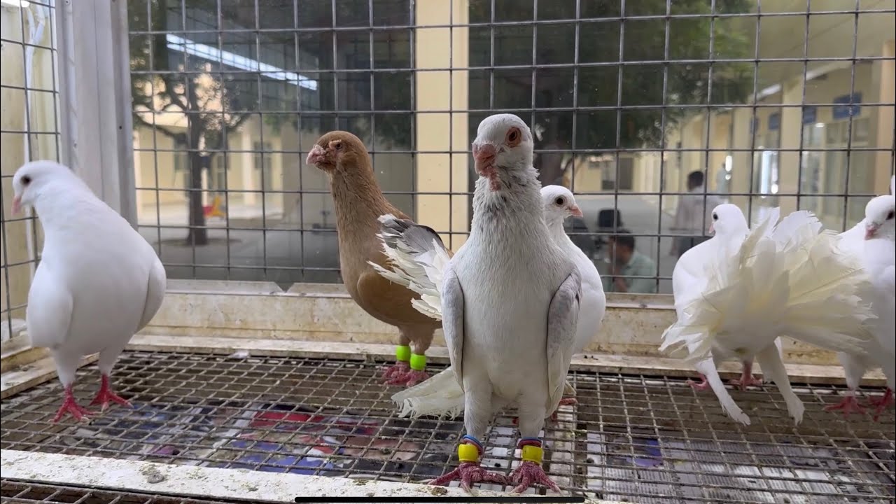 سوق الشارقة 🇦🇪 لبيع الحيوانات الأليفة جولة ولا أروع 😍✨