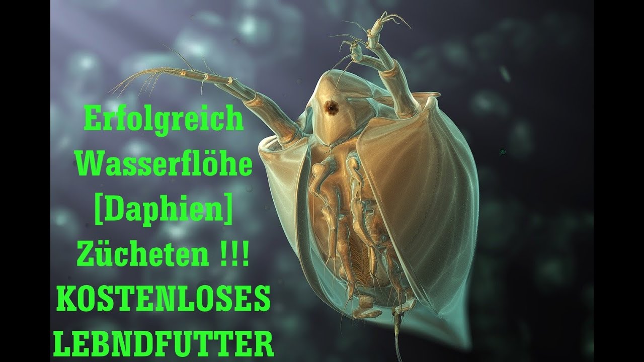 WASSERFL&Ouml;HE ERFOLGREICH Z&Uuml;CHTEN - ALLE TIPS & TRICKS ZU DAPHNIEN