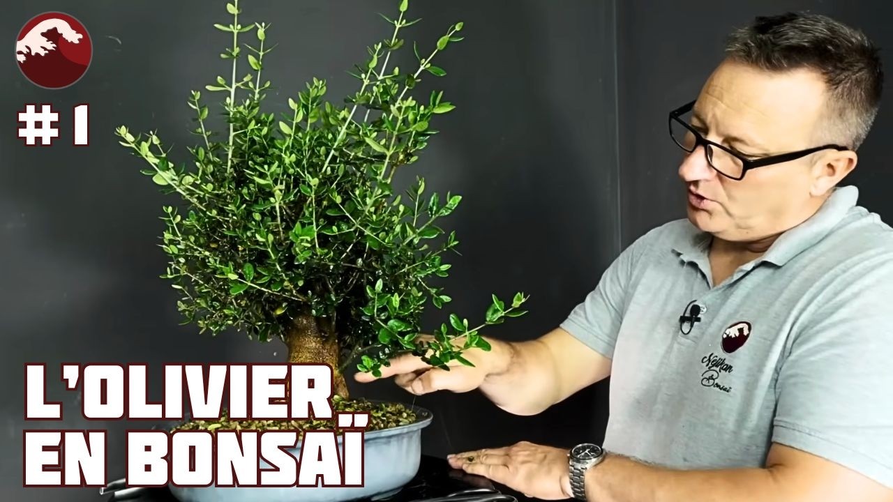 ОЛИВКОВОЕ ДЕРЕВО В БОНСАЙ: ОЛЕА ЕВРОПАЕЯ ИЛИ СИЛЬВЕСТРИС - 1-я часть 🌱 НЕДЖИКАНСКИЙ БОНСАЙ 🌱