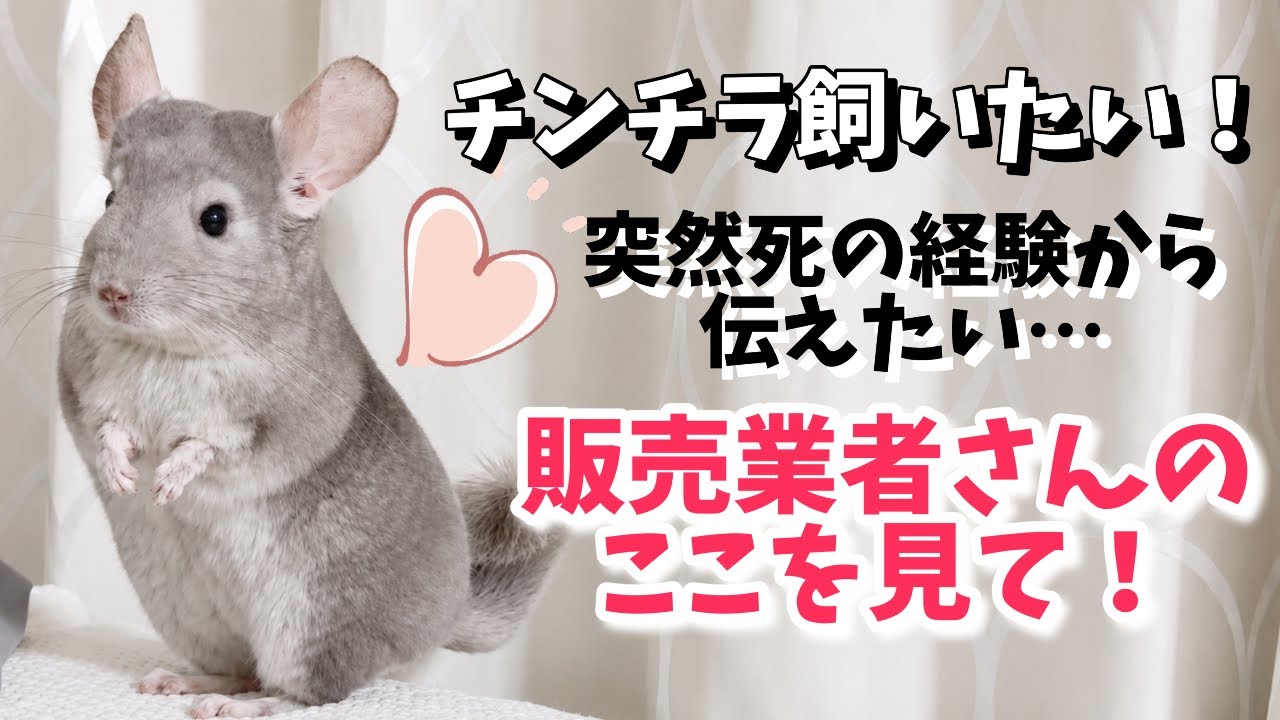【チンチラ繁殖の裏事情】健康な子をお迎えしたい✧˖ 業者の見極めで気をつけてほしいこと
