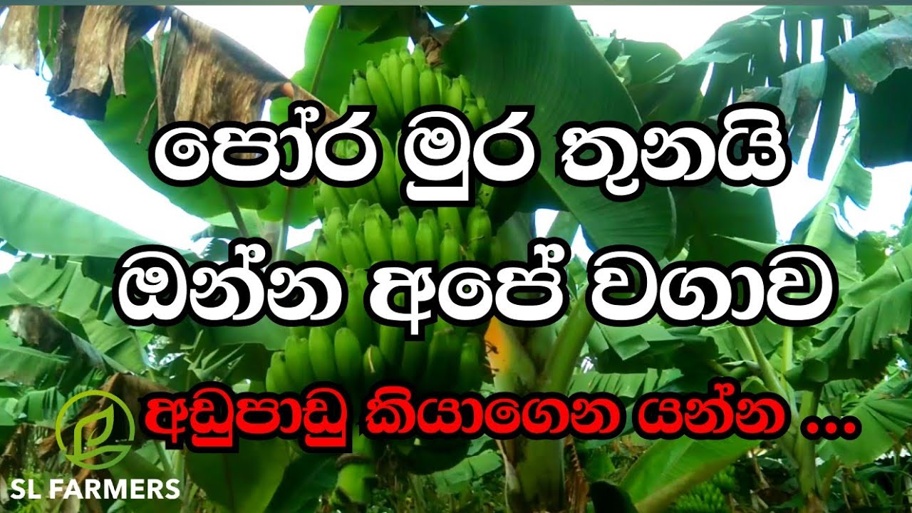 December 15, 2024කෙසෙල් වගාව|slfarmers |banana farming |0701792767