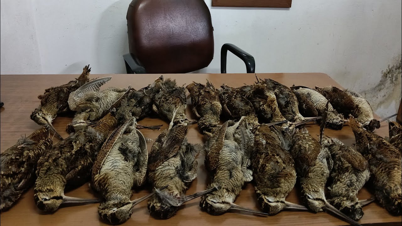 2025-2026 ORDU ÇULLUK AVI part 6 #SHOTKAM #beccaccia #woodcock #вальдшнеп#Μπεκάτσα#türkiye