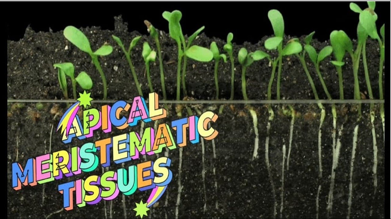 Exploring the Magic of Apical Meristems in Plants@GyandeepPublicSchool-vs5uq