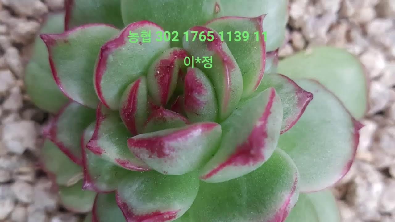이혜정다육tv🎍매일방송*커버곡.신청곡 틀어드립니다(576)덕분에 저희 아버님 좋은곳으로 보내드리고 왔습니다.감사합니다 🙇‍♀️🙏🙏