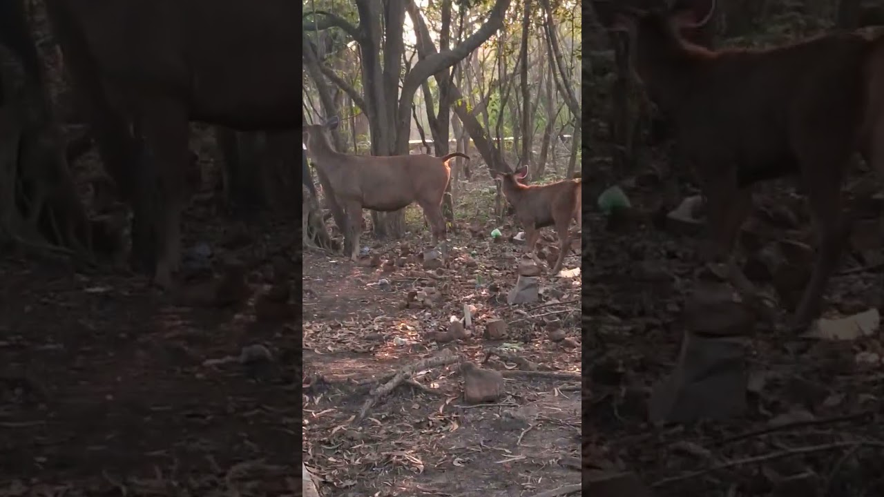 Animals, Tirumala & Tirupati, Taxi & Guide 8374402288
