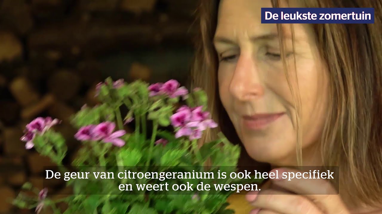 Houd de wespen weg van je terras (ism HLN.be)