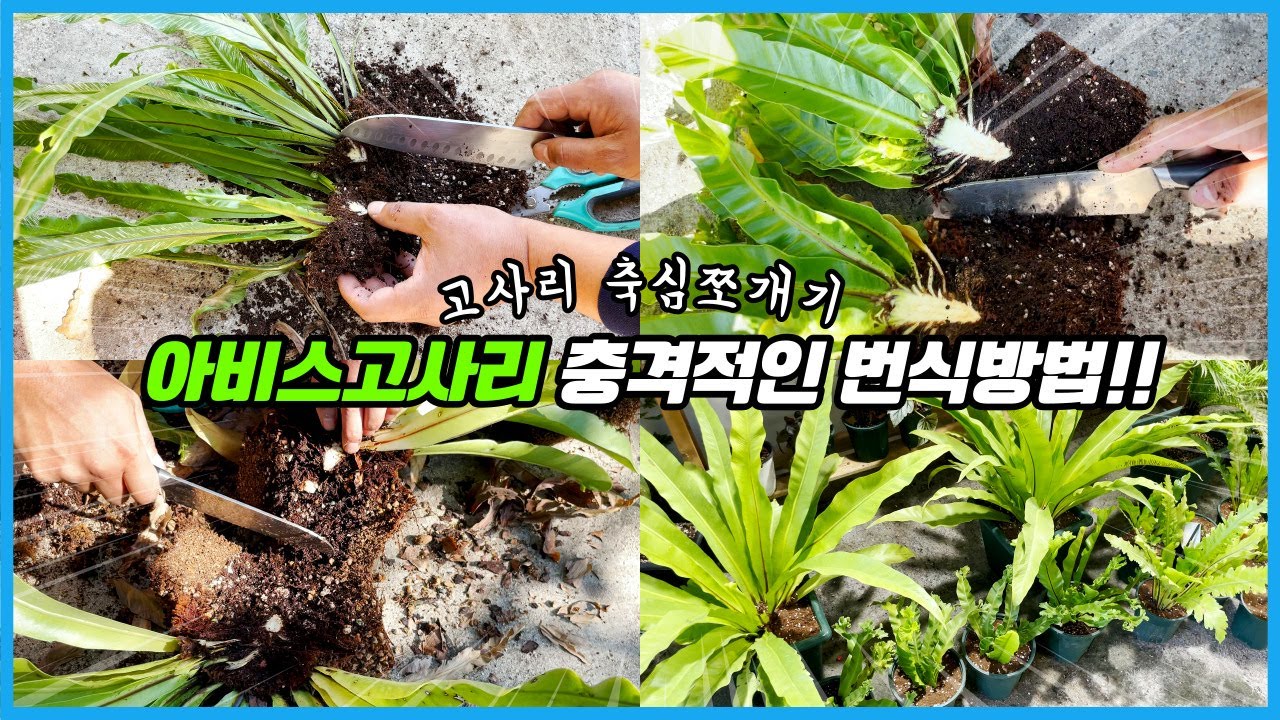 고사리를 칼로 쪼개면 생기는일!! 집에서 고사리 잘 키우는 꿀팁!!