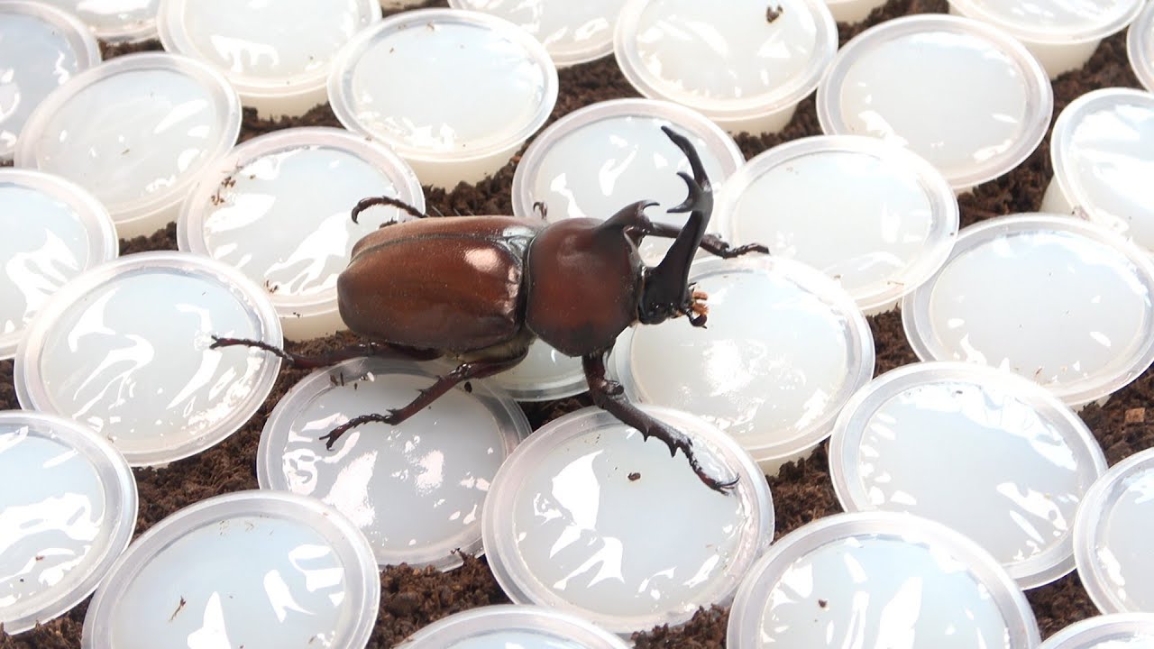 地面が全部エサ（昆虫ゼリー）になった時のカブトムシの反応