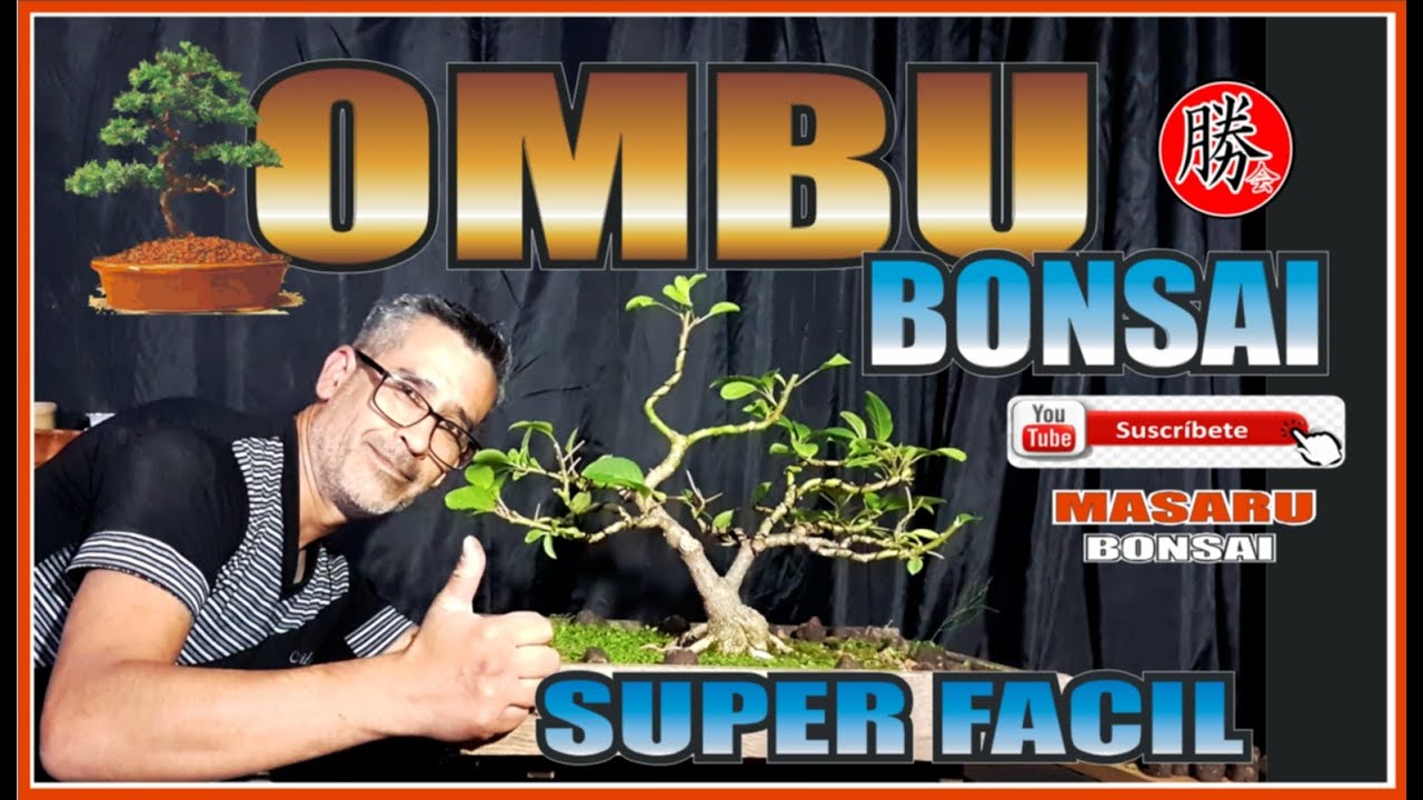 BONSAI OMBU COMO PODAR Y PORQUE  🔴 ABONO 🔴 CUIDADOS 🔴 SUPER FÁCIL