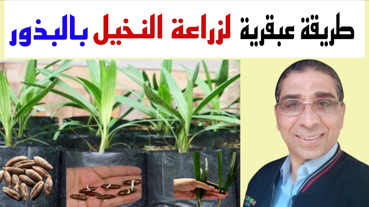 طريقة عبقرية لزراعة نخيل البرحي 🌴 من البذور خطوة بخطوة