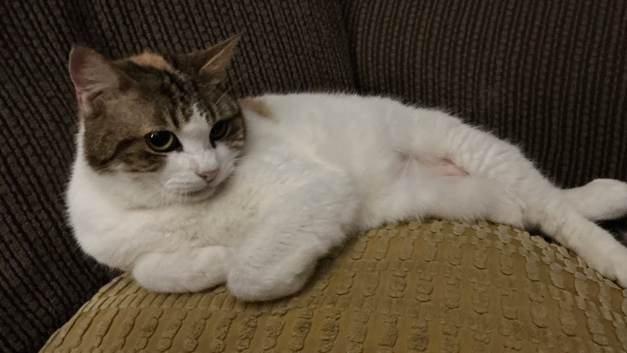 My new cat 🐈 