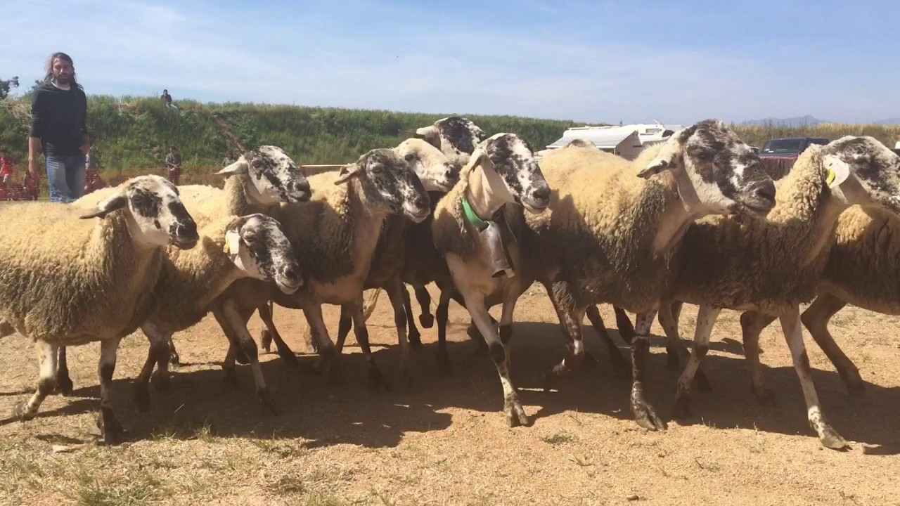 Video Reportatge de la Prova de Ramat amb Gos d'Atura Català Campllong 2017