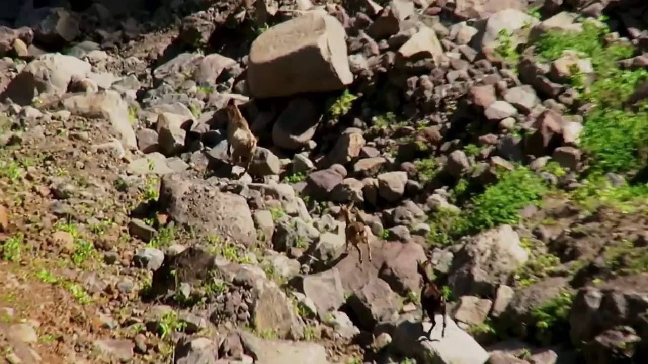 Goats on the run - Waimea Canyon, Kauai