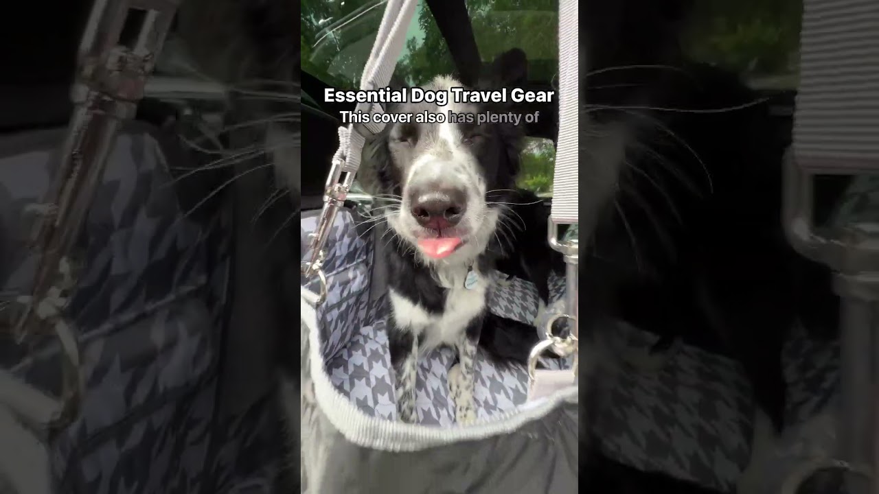 Dog Travel Gear