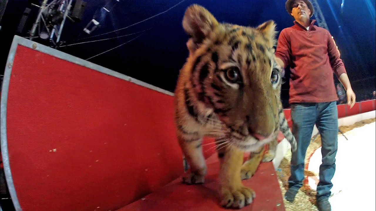 Bébé Tigre - Kerwich - Cirque de Noël 2014