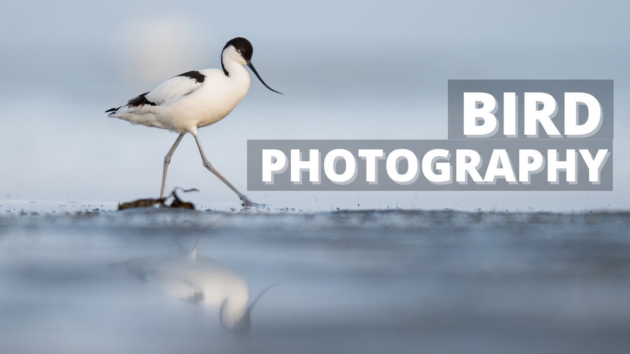 Shorebird photography, a forgotten gem || Pied Avocet