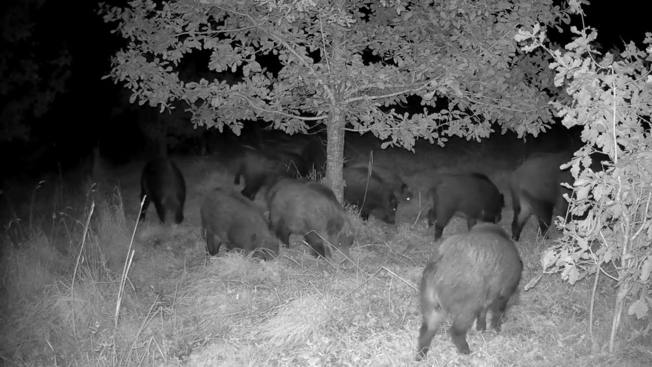 Metssead (Sus scrofa) tammet&otilde;rudega maiustamas.