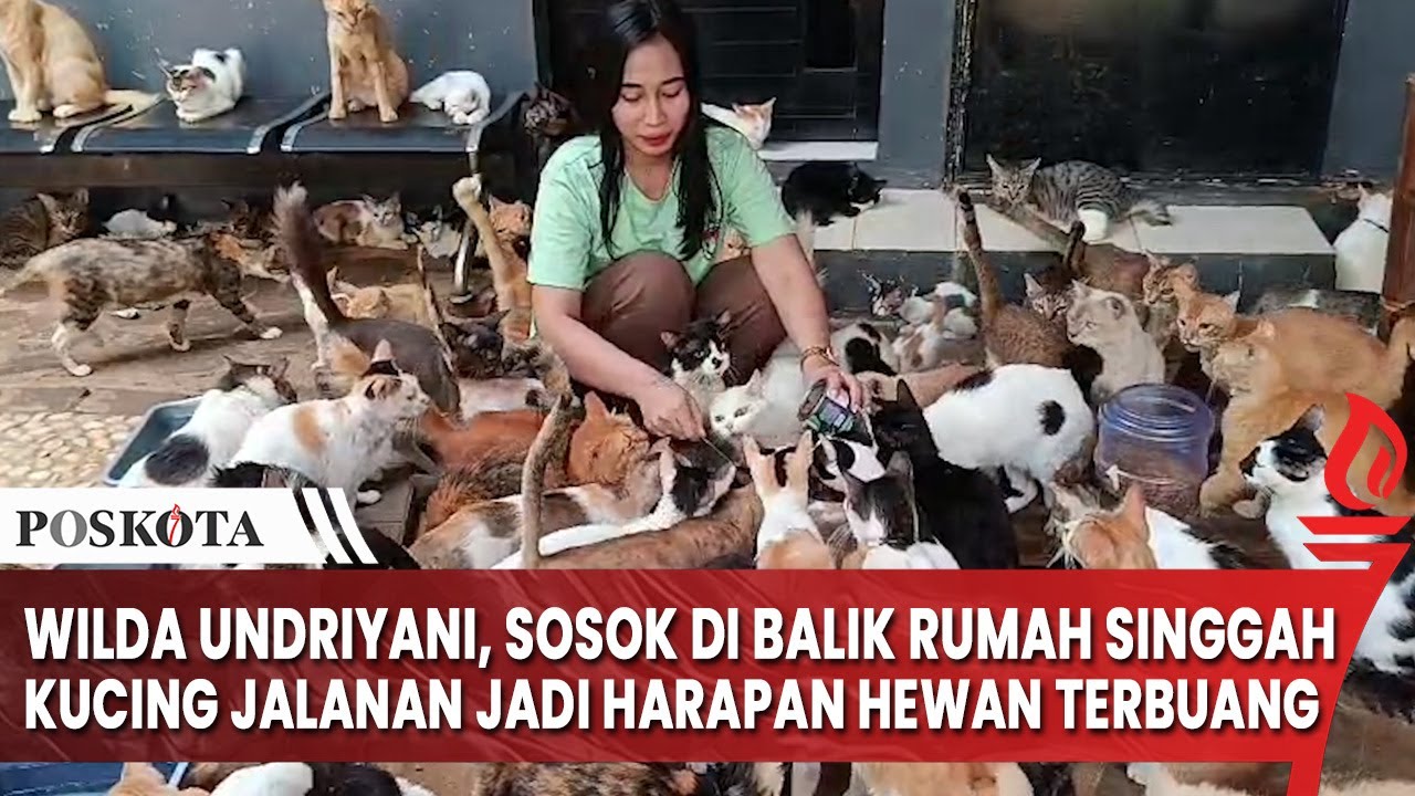 Wilda Undriyani, Sosok di Balik Rumah Singgah Kucing Jalanan yang Jadi Harapan Hewan Terbuang