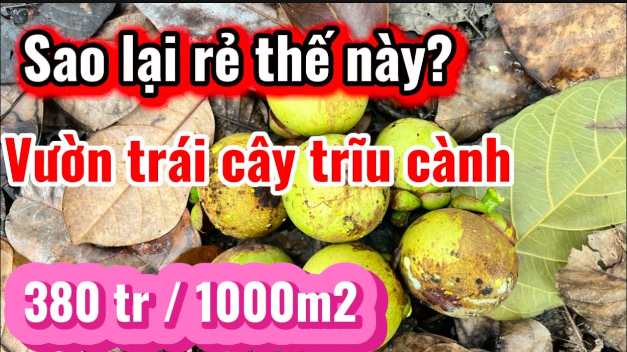 Sao lại rẻ thế này. Vườn trái cây trĩu cành. Chỉ có 380 tr / 1000m2 . Tại Xuân Bắc - Đồng Nai. 