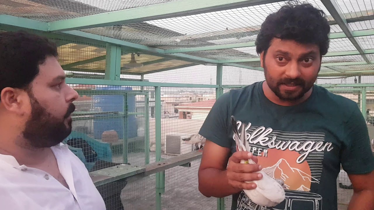 Amazing breeder and resulted Kamaggar golden pigeons of Khalifa Numan Butt